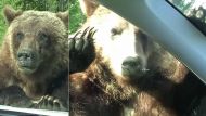 Суд в Монтане распорядился, чтобы медведи вернулись в знаменитый американский национальный парк Йеллоустоун в списке исчезающих видов животных