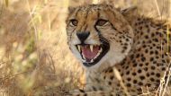 Выбирая сафари в Танзании, американский турист ожидал тесного контакта с дикой природой, но, вероятно, не думал, что он будет таким близким