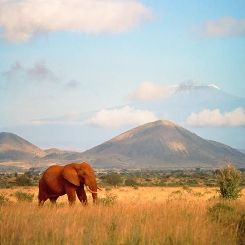 Африканський слон