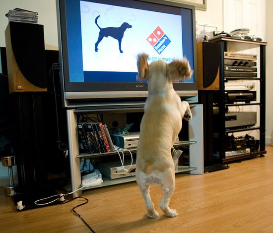 Однак при вигляді собак та інших інших тварин, або ж просто рухомих предметів на екрані, чотириногі демонструють явне розуміння і непідробний інтерес
