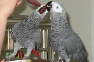 23 березня 2011, 7:20 Переглядів:   Одна з фото, якими шахраї з Камеруну проілюстрували оголошення про продаж папуг жако