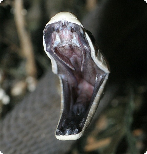 При полюванні мамба здатна розвивати швидкість до 16-20 км / ч, що вважається рекордом серед змій