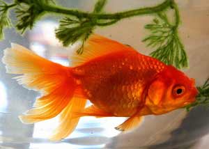 Золоті рибки - ознака особливої ​​удачі і символ багатства