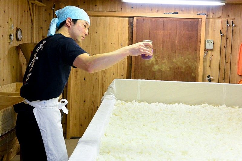 Онисі розпорошує грибок кодзі над пропареним рисом
