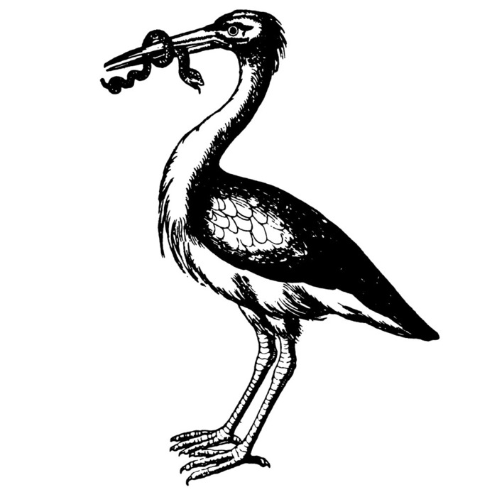 Старо-німецька назва цього птаха - «Adebar», що є похідним від застарілого дієслова «bern, bero» (носити, приносити) і іменника «od» ( «володіння» або «дихання»), саме тому лелеки називали або приносить дари, або приносить дихання - життя, дітей