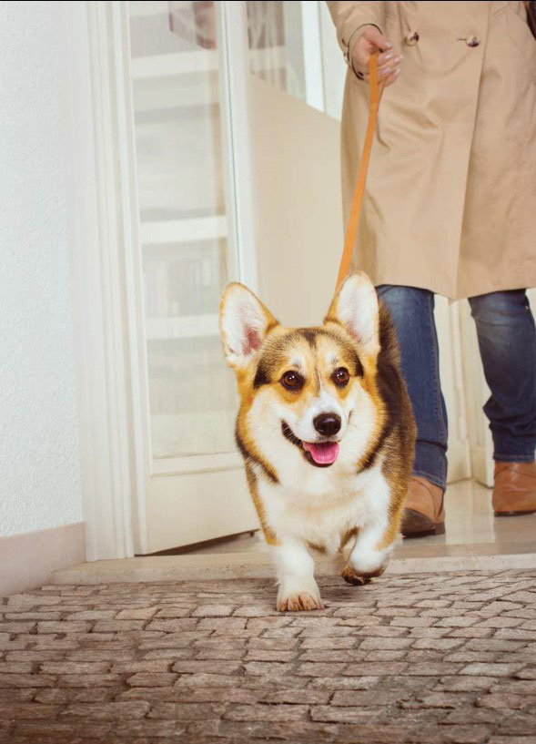 Собакам з короткими ногами і довгим тілом, таким як такси, буває важко підніматися або спускатися по сходах