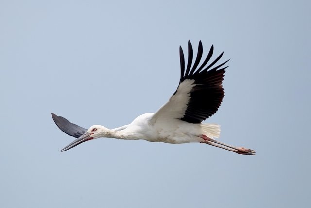 Цю рідкісну красиву птицю недарма називають крилатим символом Амура - гніздиться далекосхідний лелека тільки в басейні великої річки
