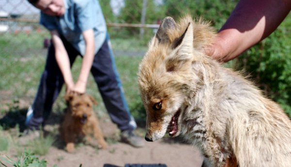 На думку зоозахисників, тварини в Росії позбавлені всіх прав, а справжніх шкуродерів не карають по заслугах