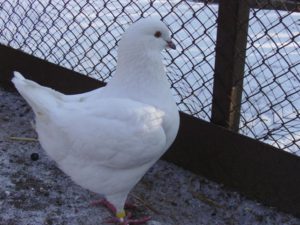 Ці птахи були виведені селекціонерами з Америки