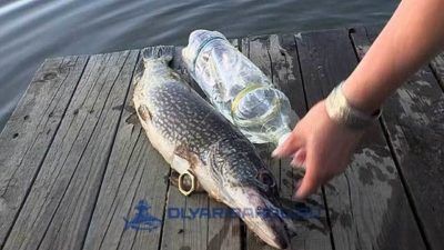 Ловля щуки на пляшку - це цікавий і результативний спосіб полювання за нею