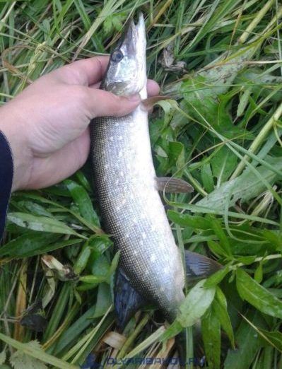 При пасивному способі лову досить розставити пляшки в обраній акваторії, а потім п Ровер їх через кілька годин, щоб витягнути заковтнути живця хижачок, які попалися на гачок