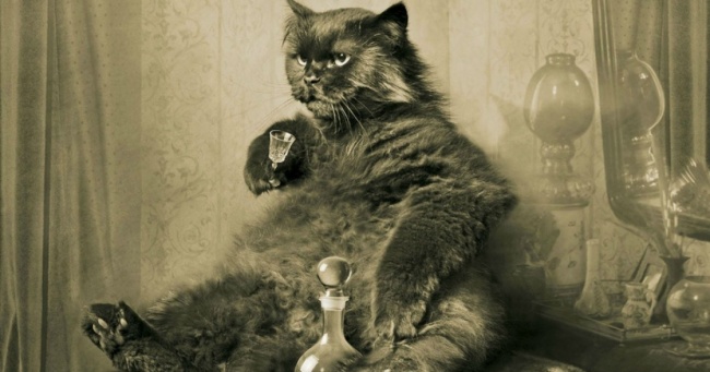 »Якби коти могли наливати алкоголь, в світі сильних і самотніх жінок стало б більше вихованців, як нам здається