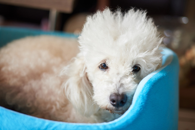 Прикольний гороскоп по знакам Зодіаку на 2018 рік: Овен