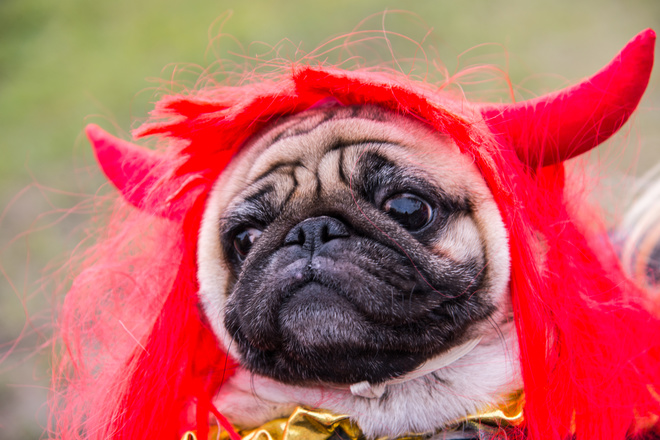 Прикольний гороскоп по знакам Зодіаку на 2018 рік: Телець