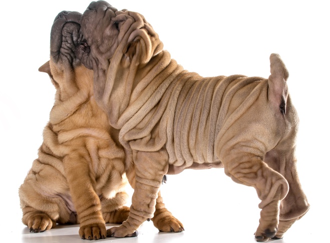 Прикольний гороскоп по знакам Зодіаку на 2018 рік: Близнюки