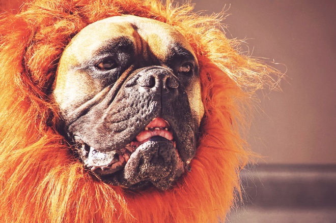 Прикольний гороскоп по знакам Зодіаку на 2018 рік: Лев