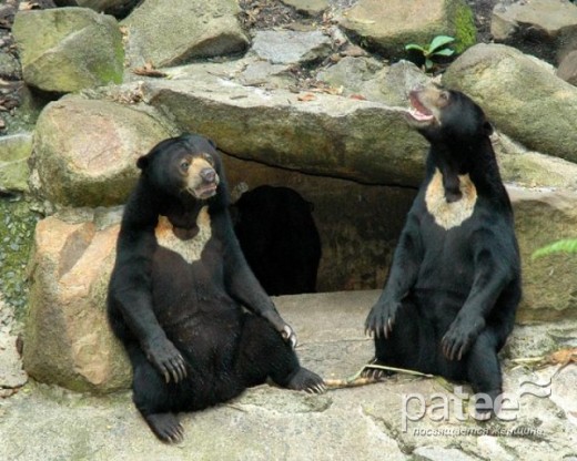 Він занесений в міжнародну Червону Книгу