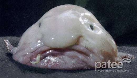 Хоча в їжу ця риба не вживається, але через розширення видобутку омарів і крабів її популяція останнім часом значно скоротилася