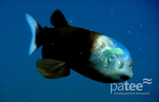 Мешкає малорота макропинна на глибині від 250 до 1000 метрів