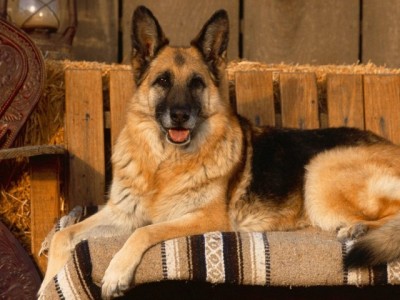 Дівчина розповідає, що останнім часом Андрій зовсім збожеволів на якомусь псевдорелігійних вченні старця Миня