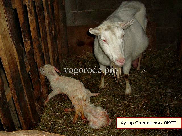 Скільки коза дає молока