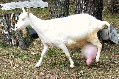 Річний надій від однієї кози