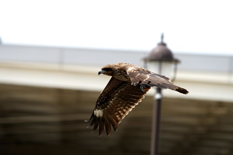 «Ити Фудзі, ні така, сан насубі» - «Перший - Фудзі, другий - орел, третій - баклажан»