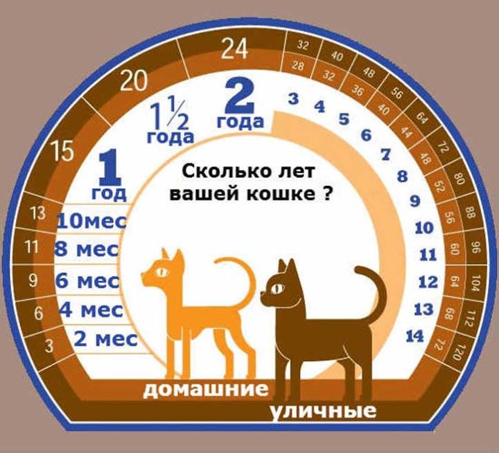 Всі ці причини різко скорочують життя бродячим кішкам, мало хто з них досягають 4-5 років