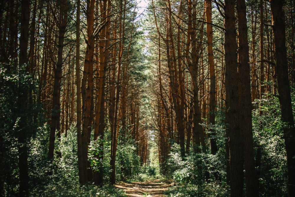 Ліс Вудхілл (Woodhill Forest) - Табір Білої Чаклунки