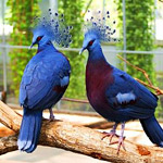 Це яскраво-блакитна птах - одна з найвідоміших птахів Нової Гвінеї