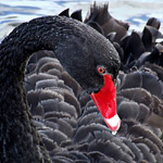Чорний лебідь виглядає дуже елегантно: блискуче чорне оперення, червоний дзьоб з білою облямівкою і білі кінця крил