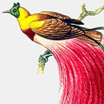 Тільки самці райських птахів мають настільки яскраве і розкішне оперення