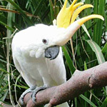 Желтохохлий какаду - це австралійський папуга, який відомий також в західних країнах, як домашня птиця