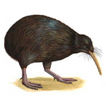 Цей птах з дуже довгим дзьобом стала символом Нової Зеландії
