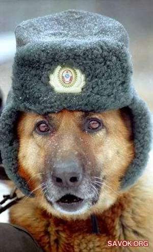У 2004 році генерал Микола вача дає згоду на знищення розплідника службового собаківництва крайового УВС